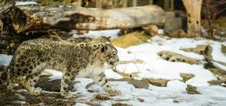 It can be encountered stalking and hunting many of kyrat's other wildlife. Snow Leopard Wild For Life