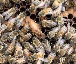 Queen bees, also known as a very senior high, is directed by american filmmaker michael lembeck, of the films the santa clause 2, connie and carla, the santa clause 3: Learning What Stresses Queen Bees Could Save Their Hives Science News For Students