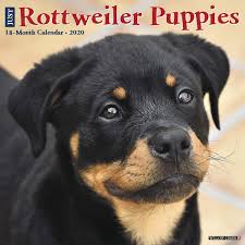 Our rottweiler puppy breeding program is based on superior german breeding techniques over 100 years old. Just Rottweiler Puppies 2020 Wall Calendar Dog Breed Calendar Willow Creek Press 9781549207679 Amazon Com Books