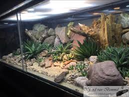 Desert Terrarium Garden Planning Bioactive Vivarium Reptile Terrarium Vivarium