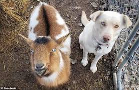 Can We Come Too The Goat And White Lab Looked To Be On Their Best Behavior In This Picture Losing A Dog Goats Pooch