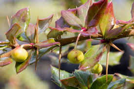 Image result for Berberis verruculosa