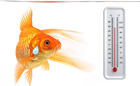 Water Temperature In Your Aquarium Its Pretty Darn Important