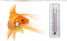 water temperature in your aquarium its pretty darn important