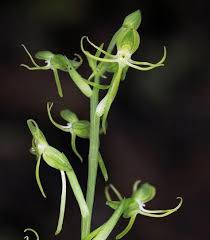 Image result for Habenaria arenaria