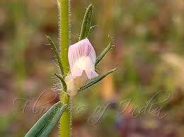 Image result for Misopates