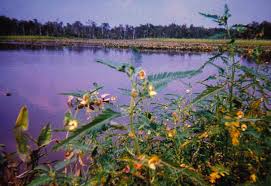 Image result for Aeschynomene cristata