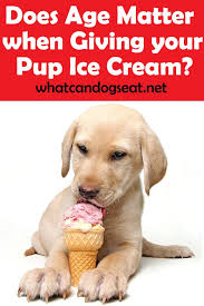 Does Age Matter When Giving Your Pup Ice Cream Can Dogs Eat Puppies Funny Dog Nutrition