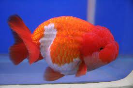 I Now Present The Adoreable Lionchu Goldfish Freshwater Aquarium Fish Goldfish Aquarium Fish