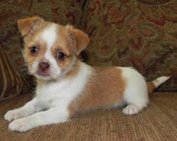 This page is for people who love their shih tzu/chihuahua mix puppies/dogs. Shih Tzu Chihuahua Mix A K A Shichi Breed Info 21 Pictures Animalso