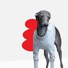 Pin On Italian Greyhound