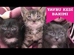 Gozleri Hastaliktan Kapanan Yavru Kedi Youtube