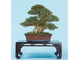 bonsai おしゃれまとめの人気アイデア pinterest naon 盆栽 日本 伝統 サツキ