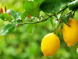 (07) 54644032 sales@tallegallafruittrees.com.au 19 cochranes rd, tallegalla, qld 4340 Growing Apple Trees In Hot Weather Climates Ladybird Fruit Trees Plant Nursery
