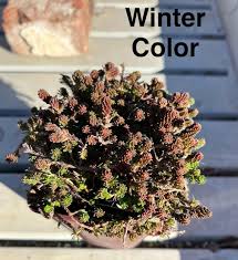 Image result for Sedum ruwenzoriense