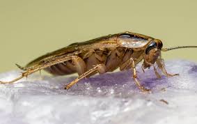 Like with fabric softener, this diy cockroach control option requires creating a solution of soap and water and applying it to live cockroaches. The Secret To Keeping German Cockroaches Out Of Your Sacramento Home