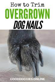 How To Trim Dog Nails That Are Overgrown Complete Guide Good Doggies Online Dog Nails Trimming Dog Nails Dog Grooming Tips