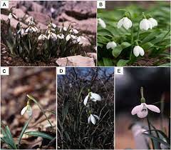 Frontiers Biological Activities Of Snowdrop Galanthus Spp Family Amaryllidaceae Pharmacology