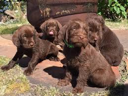 Check spelling or type a new query. Prairie Trout Pudelpointers Facebook
