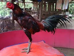 Bentuk Badan Ayam Aduan Yang Bagus Dan Tangguh Ayam Bangkok Aduan Ayam Bangkok Gambar