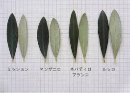オリーブの品種 生態 香川県