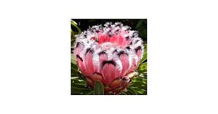 Image result for Protea gaguedi