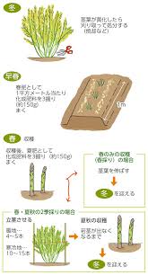 アスパラガスの育て方 栽培方法 失敗しない栽培レッスン 野菜の育て方 サカタのタネ 家庭菜園 園芸情報サイト 園芸通信