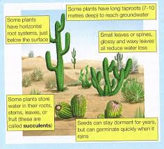 This blog is all about viewing high quality photos sonoran desert floor from southwest desert museum overlook. Desert Plant Adaptations Google Search Plant Adaptations Desert Plants Plants
