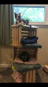 Cat Tower Built With Wooden Crates Platforms And Carpet Diy Cat Tree Cat Towers Diy Cat Tower