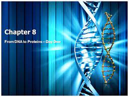 Identifying dna as the genetic material (8. Chapter 8 From Dna To Proteins Day One What Is Dna Your Genetic Information Genes Dna Deoxyribonucleic Acid Dna Is An Example Of A Nucleic Acid Ppt Download