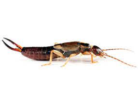 Are you overpaying your exterminator? Get Rid Of Earwigs