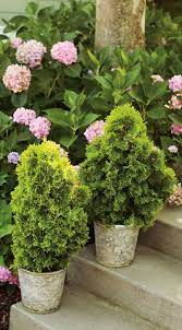 Flip through this gallery from hgtv gardens to find the best shrubs for your these are my fave evergreen shrubs to use with trees, plants and flowers in your mixed garden border. 45 Shrubs For Containers Ideas In 2021 Plants Shrubs Container Gardening