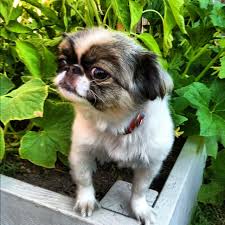 My Baby Dog Japanese Chin Pekingese Dogs Pekingese Baby Dogs