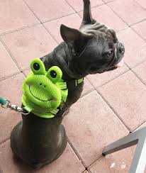 French bullhuahua (french bulldog x chihuahua). Batpig Backpack Harness Froggy Dog Batpig Pet Supply