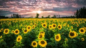 It will shine and your mood is always excellent. Wallpaper Bunga Bunga Bunga Kuning Bidang Bunga Matahari Pemandangan 3840x2160 Wallpapermaniac 1488963 Hd Wallpapers Wallhere