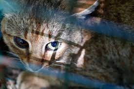 Meet Corsica S New Mammal Species The Cat Fox Which Has Been Terrorizing Shepherds Fox Species Mammals Cat Species