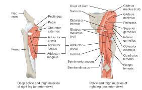 A, anterior and posterior views show the hip joint ligaments. Muscles Of The Hips And Thighs Human Anatomy And Physiology Lab Bsb 141