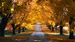 fall country road wallpaper 1