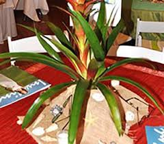 We did not find results for: Wedding Decoration Idea Use Live Plant Centerpiece Rentals For Your Special Day Leafscape