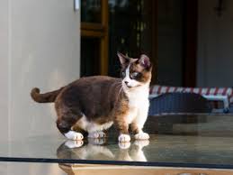 A cat's claw has layers similar to an onion. Munchkin Cat Full Profile History And Care