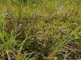 Image result for Spermacoce schlechteri