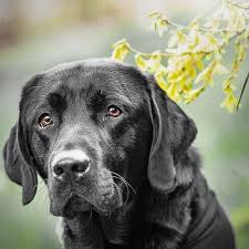 Hausmittel Gegen Durchfall Beim Hund Herzenshund Kerngesund Durchfall Beim Hund Hunde Durchfall Hausmittel