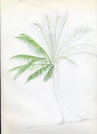 How To Draw Palm Trees Palm Tree Drawing Palm Tree Drawing Easy Palm Trees Painting