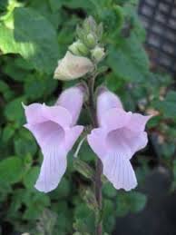 Image result for Ceratotheca triloba