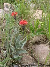 Image result for Pleiotaxis