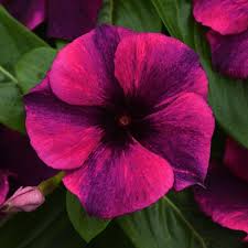 Vinca Tattoo Black Cherry In 2021 Flower Seeds Flowers Annual Flowers