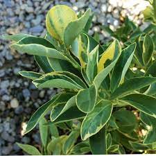 Kumquat trees are native to eastern asia and symbolize good luck. Centennial Variegated Kumquat Buy At Nature Hills Nursery