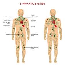 10 Ways To Clean Your Lymphatic System Lymphatic Drainage Massage Lymphatic System Lymph System