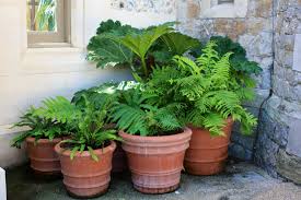 Choose from our selection to help meet your container project needs. Whitstable Castle Gardens Kent The Frustrated Gardener
