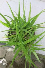 Dilansir dari laman medical news today, ada segudang manfaat lidah buaya untuk rambut. Aloe Vera Daun Lidah Buaya Steemit